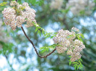 Thương những mùa xoan tím