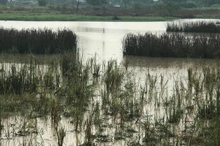 Nhớ bầy cua tuổi thơ