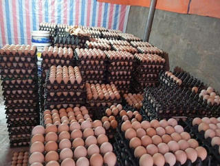 Tín hiệu vui cho ngành gia cầm