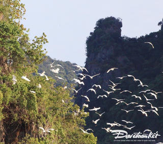 Đàn cò trắng trên vịnh Hạ Long