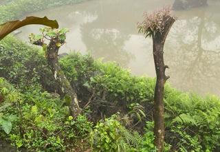 Thanh Hóa: Nhiều cây trồng lâu năm tại khu du lịch Pù Luông bị huỷ hoại