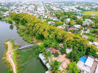 [ẢNH] Quảng Nam: Hoa sưa vàng rực rỡ ở TP Tam Kỳ