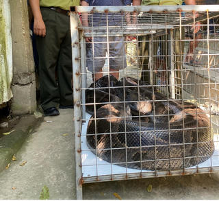 Một người dân ở Huế tự nguyện giao nộp cá thể trăn 'khủng'