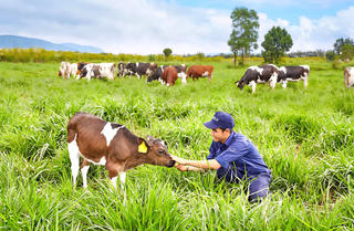 Tốc độ tăng trưởng của đàn bò sữa giảm sút: Hộ chăn nuôi lao đao