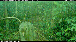 Đà Nẵng: Phát hiện thêm cá thể voi con trong khu bảo tồn