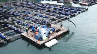 Vướng mắc khi giao biển nuôi trồng thủy sản