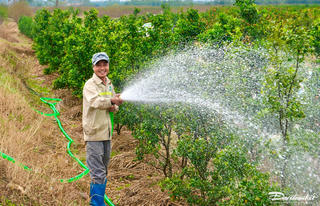 Quảng Ninh: Hoa nở đúng vụ, khách đặt sớm, người trồng vui