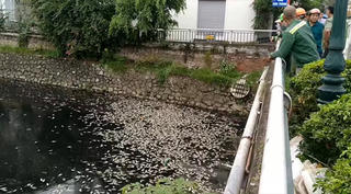 Tìm nguyên nhân cá chết hàng loạt, nổi trắng hào thành cổ Vinh