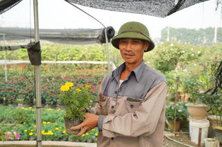 Hà Nội: Người dân 'thủ phủ' hoa Mê Linh tất bật vào vụ Tết