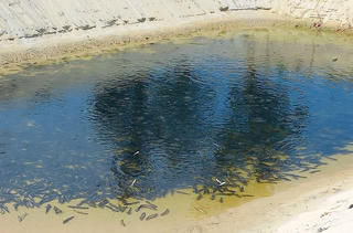 Thu 250 tỷ đồng/năm, cả xã đổi đời nhờ nuôi cá 'đầu bẹp, lưng đen'