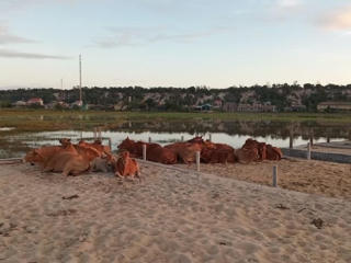 Chủ quán bê thui trộm 12 con bò để bán dần