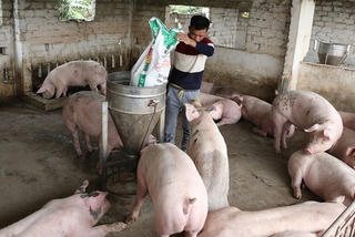 Giá lợn hơi giảm sâu, người chăn nuôi điêu đứng