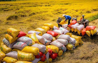 Thị trường lúa gạo biến động: Doanh nghiệp ứng phó ra sao?