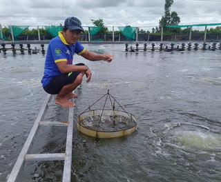 Kỳ vọng vụ tôm cuối năm