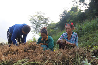 Niềm vui với vựa lạc ở vùng biên