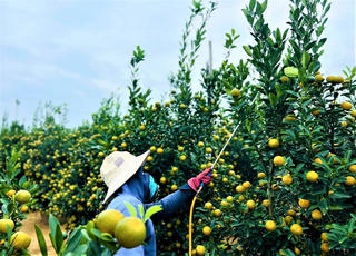 Làng quất cảnh Hội An chuẩn bị vào vụ mùa Tết