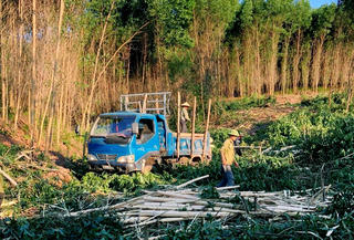 Những rừng keo tràm đợi cứu - Bài 1: Người trồng lao đao, doanh nghiệp gặp khó