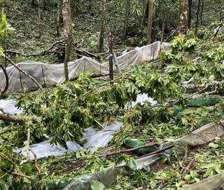 Quảng Ngãi: Mưa bão làm hư hại gần 26.500 gốc sâm Ngọc Linh