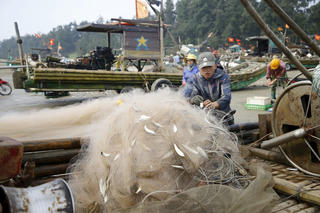Mỏi tay gỡ cá trích dịp đầu năm
