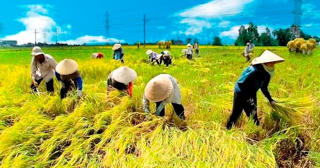 Nông dân được vay không thế chấp để thực hiện Đề án