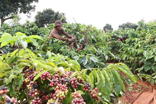 Việt Nam đề xuất Hoa Kỳ miễn trừ thuế đối với một số nhóm hàng nông sản