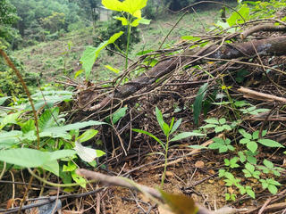 Vụ rừng ở Hà Tĩnh liên tục bị phá trái phép: ‘Quên’ xử lý điểm chặt phá lấn chiếm cũ?