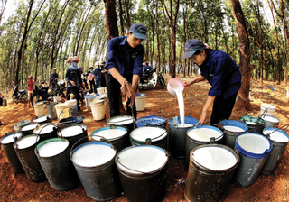 Cơ hội cho doanh nghiệp ngành cao su vào châu Âu