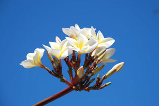 Dâng hoa tháng bảy