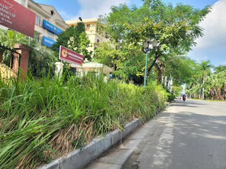 [ẢNH] Hà Nội: Tuyến phố mọc đầy cỏ dại, sà xuống lòng đường