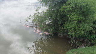 Người đàn ông bị xử phạt vì vứt hàng chục con lợn chết xuống sông