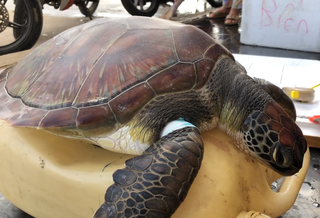 Quảng Ngãi: Giải cứu cá thể rùa biển trên vùng biển đảo Lý Sơn