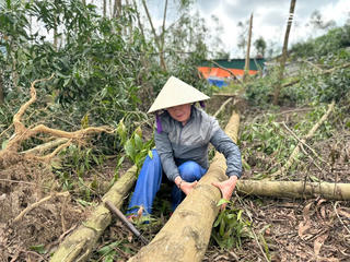 Vướng thủ tục, người trồng rừng Hà Tĩnh nhìn tài sản ngã rạp sau bão