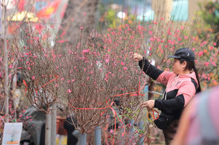 Thời tiết ngày 29 Tết: Bắc Bộ rét đậm, vùng núi đề phòng băng giá, sương muối