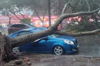 Hà Nội: Nhiều cây gãy đổ đè ô tô, xe máy, người đi đường
