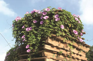 Màu hoa trong miền nhớ