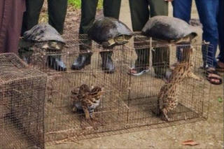 Thả 9 cá thể động vật hoang dã về Vườn quốc gia U Minh Hạ