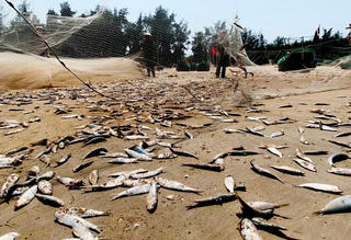 Ngư dân Hà Tĩnh trúng đậm mùa cá trích đầu vụ