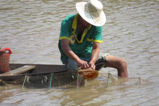 Mùa săn sam biển Gò Công
