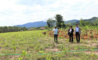 Đổ xô trồng cây chờ đền bù làm dự án