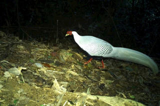 Phát hiện gà lôi trắng ở Pù Huống