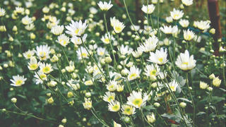 ‘Chạy đua’ cùng cúc họa mi