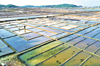 Khách về đồng muối Sa Huỳnh