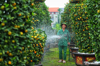 Chiêm ngưỡng quýt lục bình hàng chục triệu chờ khách chơi Tết Giáp Thìn