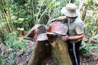 Rừng phòng hộ bị tàn phá