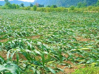 Lốc xoáy xảy ra nhiều nơi ở huyện miền núi Quảng Bình