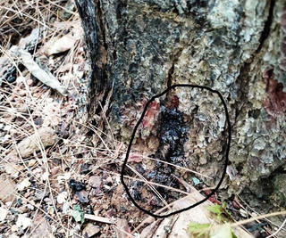 Quảng Nam: Rừng thông bị đầu độc bằng hóa chất