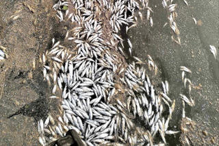 Quảng Trị: Cá chết bất thường trên kênh Bến Tám