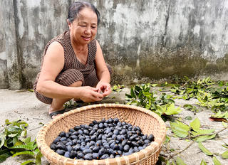 Người dân miền núi Hà Tĩnh kiếm bội tiền nhờ 'cây có quả đen nhánh'