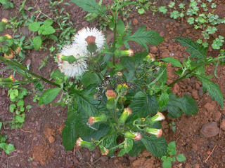 Rau ‘tàu bay’ - vị của Trường Sơn