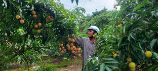 Vải Bát Trang mất mùa, được giá